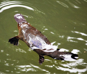 Australian Platypus